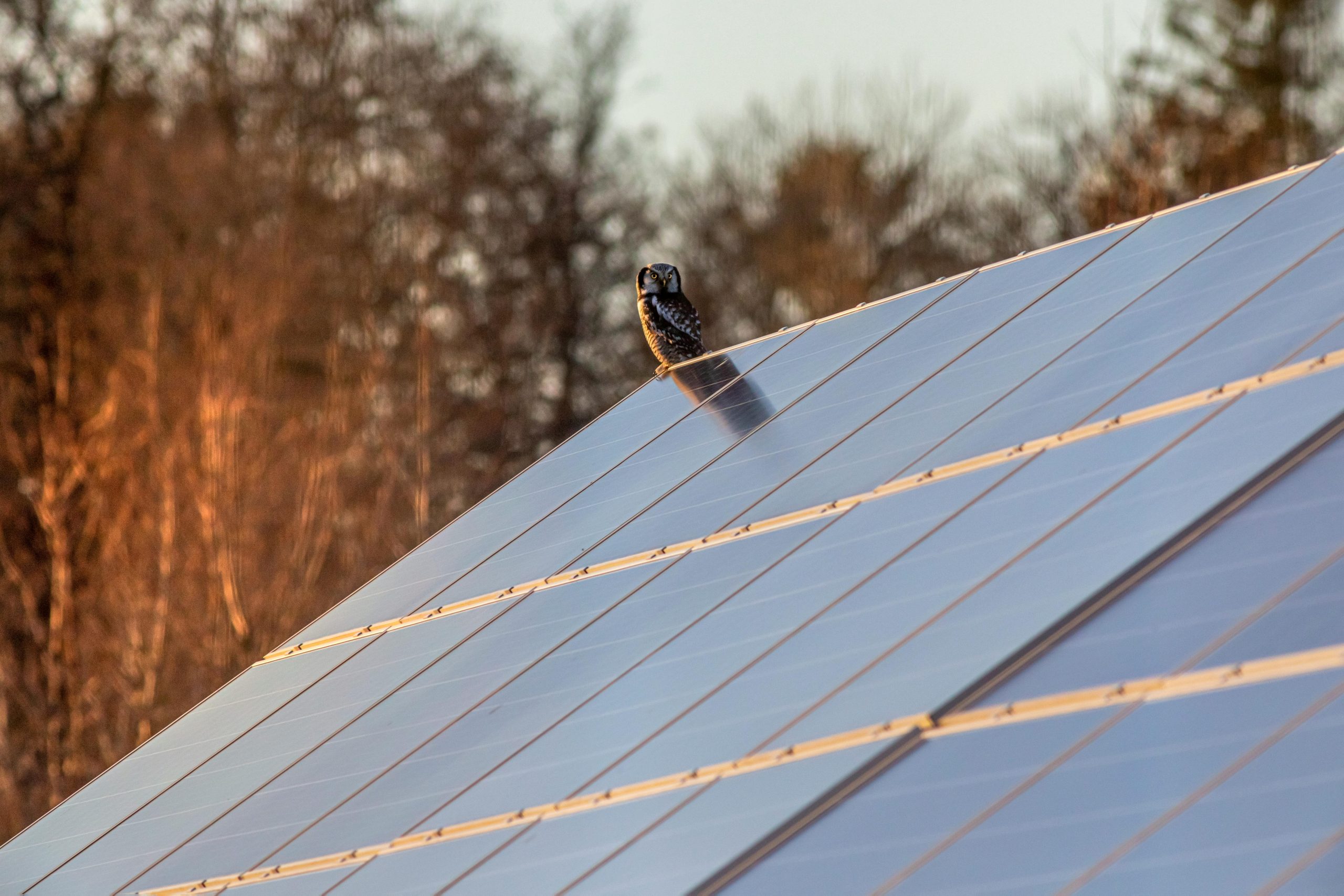 A solar panel with an owl sitting on top